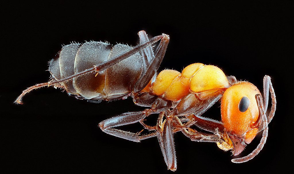 Ant Control service in Chesapeake, VA