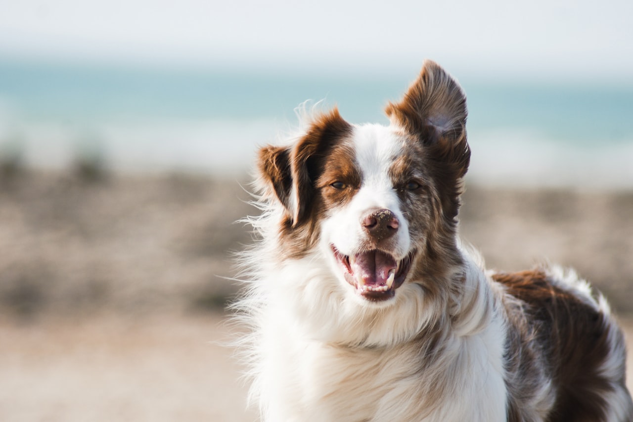 Flea & Tick Control service in Chesapeake, VA