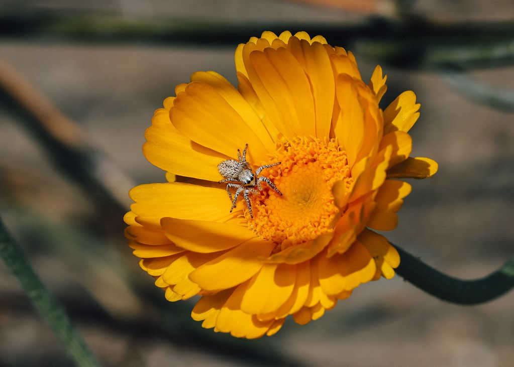 Spider Control service in Chesapeake, VA